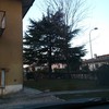 Potatura di alberi ad alto