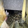 Disinfestazione piccioni