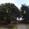 Abbattimento/potatura alberi