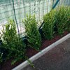 Erba per giardino