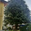 Richiesta abbattimento albero secolare (pino)