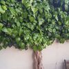 Eliminazione siepe edera roma castelverde