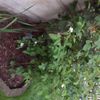 Rifacimento giardino