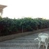 Vigna dietro casa mia lunghezza 15mt