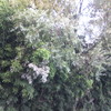 Taglio alberi e bambù su un fossato di confine con campi