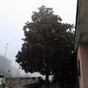 Abbattimento albero