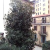 Pianta da potare