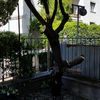 Taglio albero bolzano gries