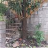 Tagliare albero nespola a corsico