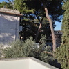Abbattimento albero o potatura