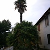 Potare O Tagliare Alberi