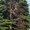 Potare O Tagliare Alberi