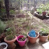 Manutenzione Giardino
