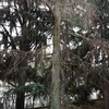 Potare O Tagliare Alberi
