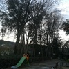 Potare O Tagliare Alberi