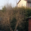 Potare O Tagliare Alberi