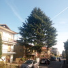 Potare O Tagliare Alberi