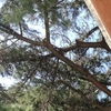 Potare O Tagliare Alberi