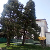 Potare O Tagliare Alberi
