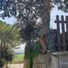 Potare O Tagliare Alberi
