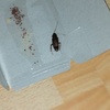 Disinfestazione da Insetti