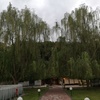 Potare O Tagliare Alberi