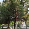 Potare O Tagliare Alberi