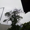 Potare O Tagliare Alberi