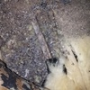 Pulizia Guano Piccioni