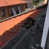 Pulizia Guano Piccioni
