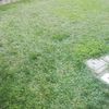 Piantare Giardino