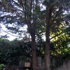 Potare O Tagliare Alberi