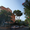 Potare O Tagliare Alberi
