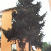 Potare O Tagliare Alberi