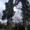 Potare O Tagliare Alberi