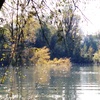 Potare O Tagliare Alberi