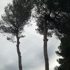 Potare O Tagliare Alberi