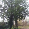Potare O Tagliare Alberi