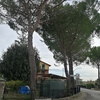 Potare O Tagliare Alberi