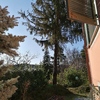 Potare O Tagliare Alberi