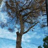 Potare O Tagliare Alberi