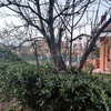 Potare albero di fichi