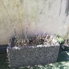 Manutenzione Giardino