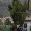 Potare O Tagliare Alberi