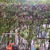 Potare O Tagliare Alberi