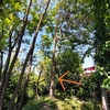 Potare O Tagliare Alberi