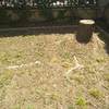 Potare O Tagliare Alberi