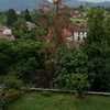 Potare O Tagliare Alberi