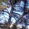 Potare O Tagliare Alberi