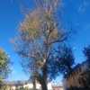 Potare O Tagliare Alberi